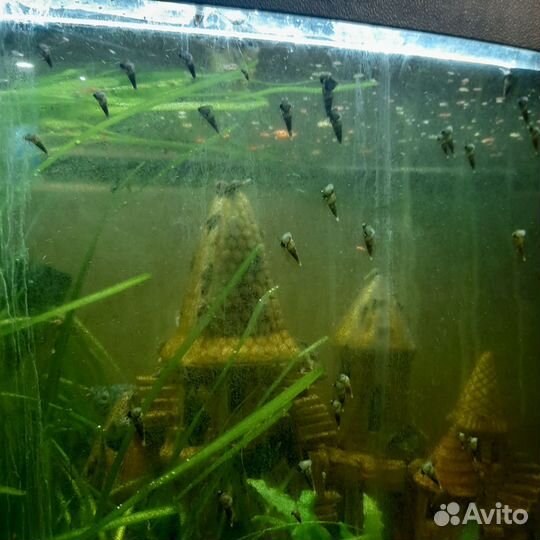 Улитки аквариумные,Милания