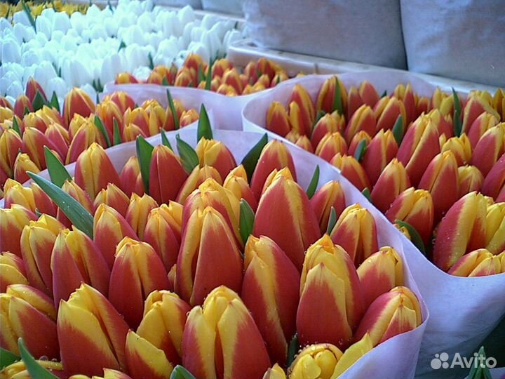 Тюльпаны к 8 марта оптом