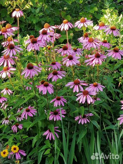 Многолетники для сада