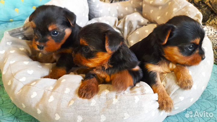 Милые щенки