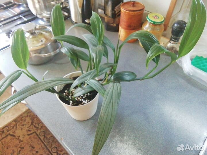 Эпипремнум Марбл Планет, Треби Экзота, Сильвер стр