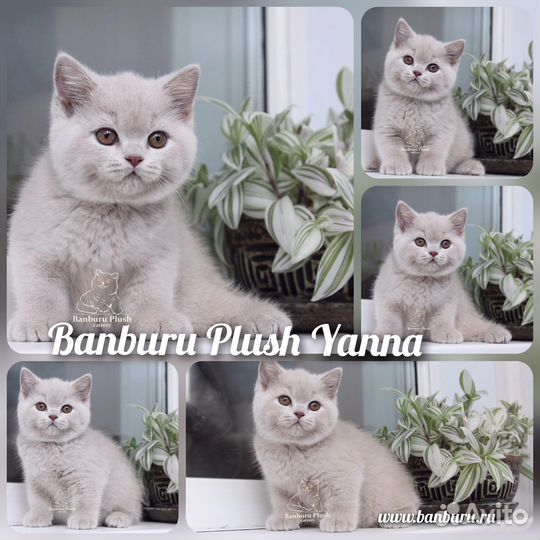 Лиловые Британцы