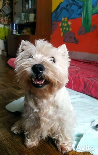 Передержка животных