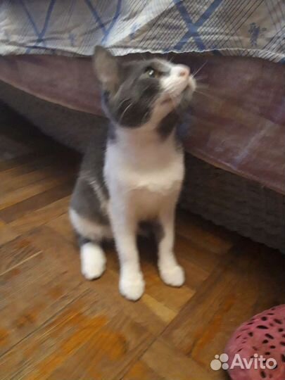 Продам в добрые руки кошечку