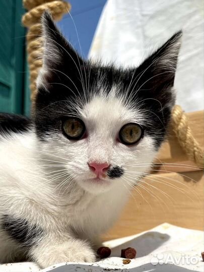 Милые котята в добрые руки