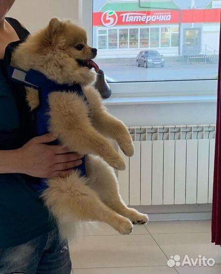 Рюкзак переноска для животных