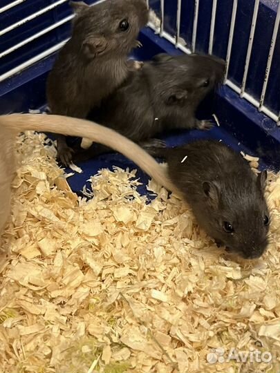 Монгольская песчанка