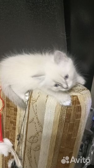 Невская маскарадная девочка