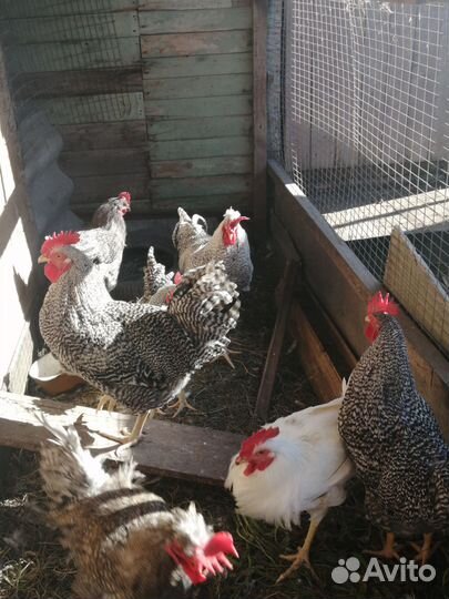 Петухи молодые