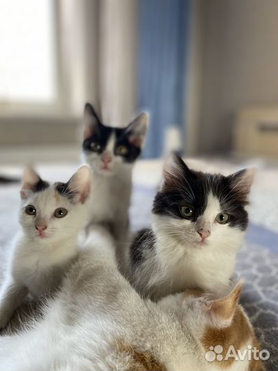 Потрясающие котята от домашней кошечки