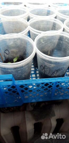 Ящики пластиковые. Дл. 40 см, шир. 30 см, выс. 12