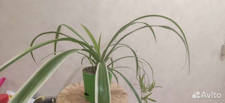 Хлорофитум