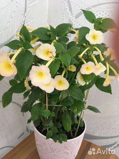 Ризомы Ахименесов