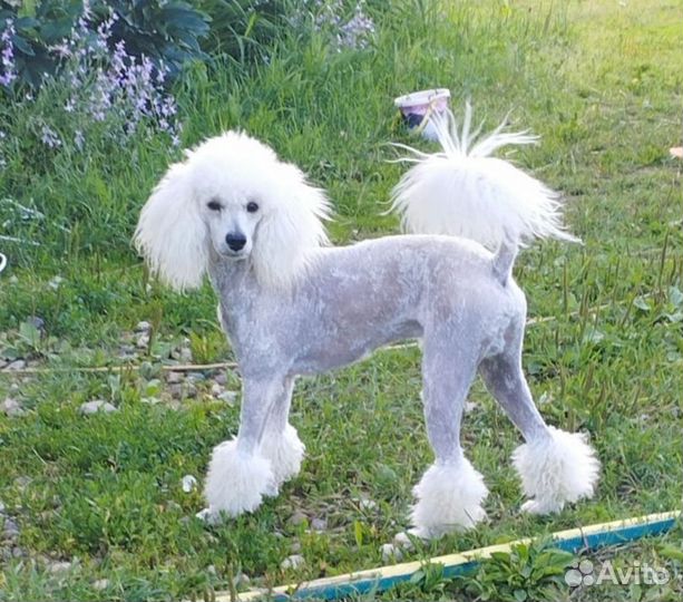 Приглашаем к вязке