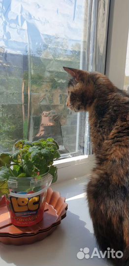 Трёхцветная кошечка в поисках дома