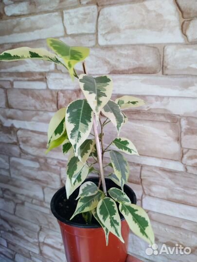 Фикус бенджамина