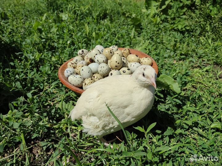 Перепела белый гигант