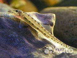 Акантопсис лошадеголовый