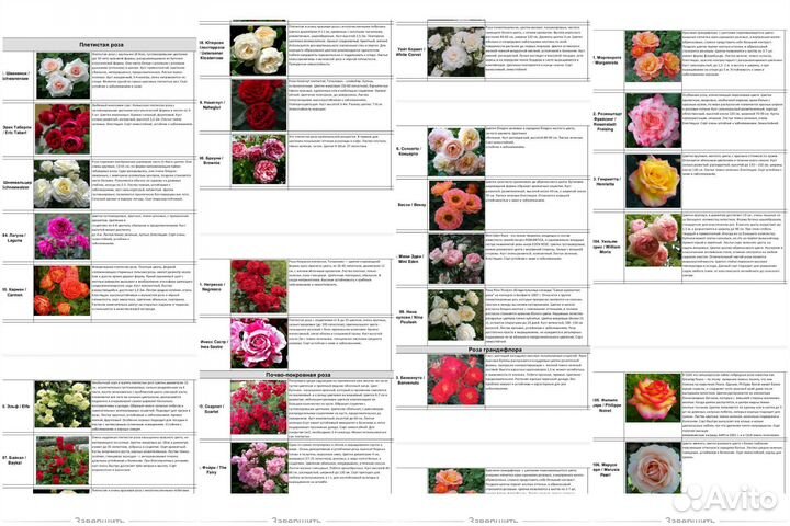 Саженцы сортовых Роз, зкс