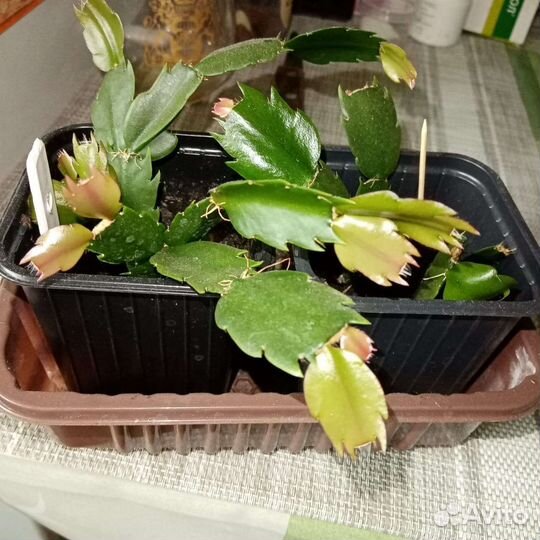 Декабрист шлюмбергера белый