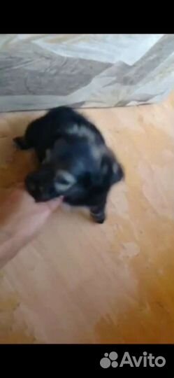 Щенок. девочка 2м. будет маленькая.Лабинск