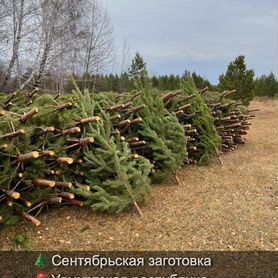 Сосна сентябрьская рождественская опт