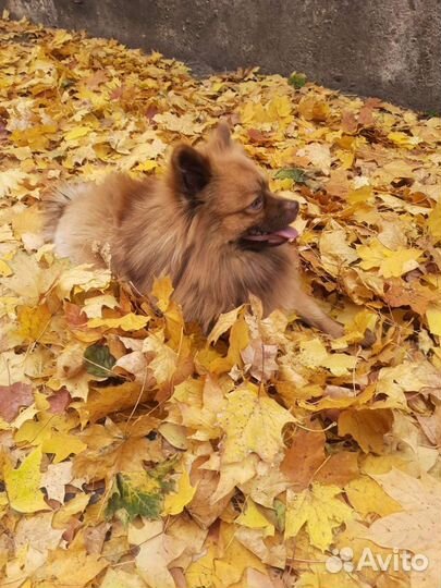 Померанский шпиц вязка