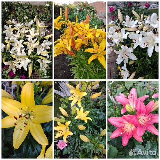 Многолетние цветы