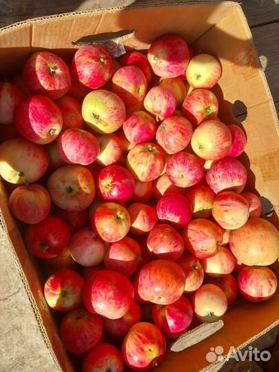 Яблоки домашние