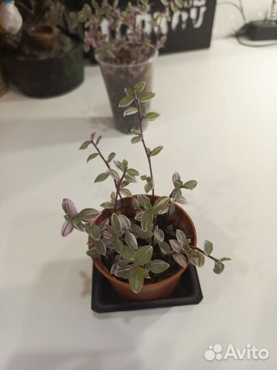 Кализия розовая пантера