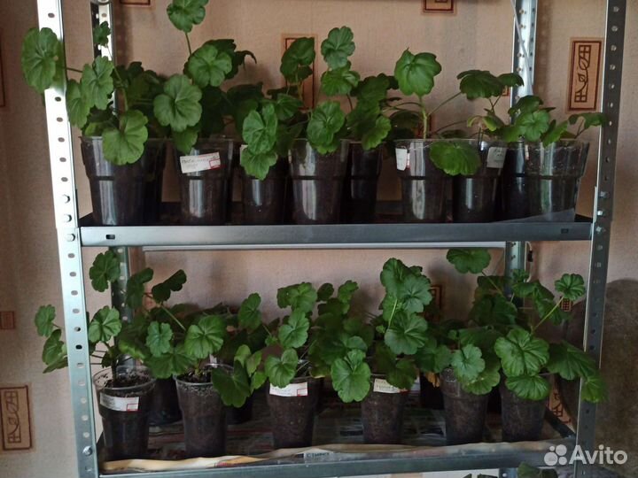 Продаю цветы, хорошо укоренённые