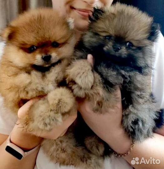 Щенок шпица