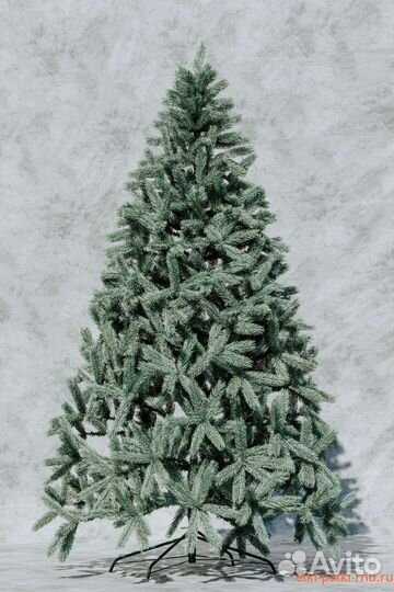 Ель кремлёвская Голубая
