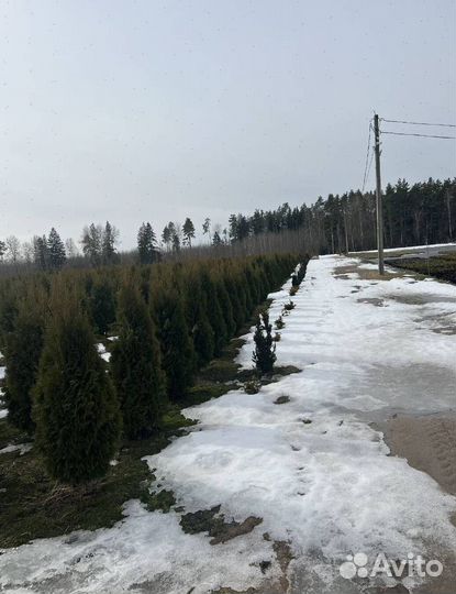 Можжевельник Блю Эрроу для живой изгороди