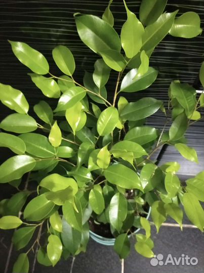 Фикус Бенджамина
