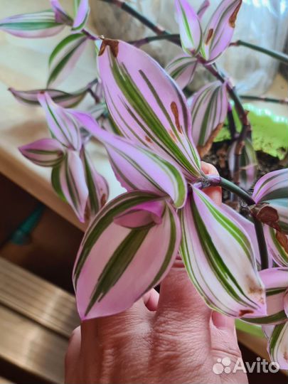 Традесканция