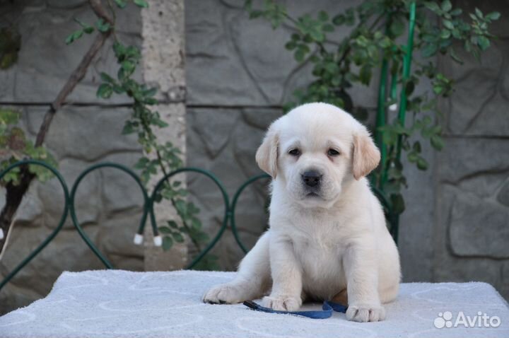 Щенки лабрадора