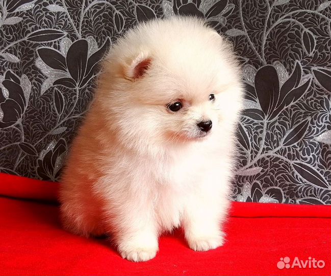 Щенки шпица