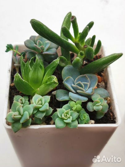 Суккуленты наборы черенков