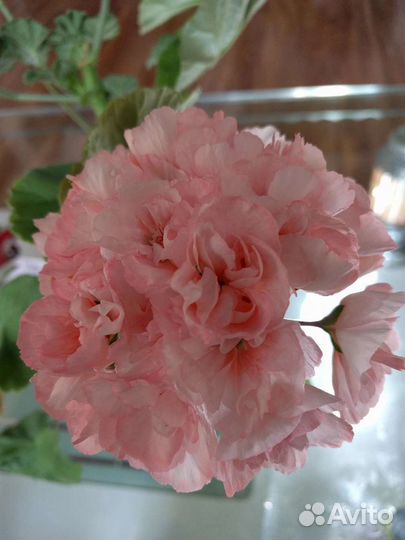 Пеларгония Edwards Elegance