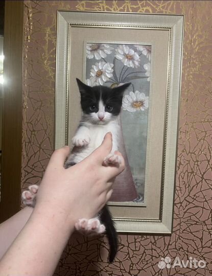 Котик 2 месяца