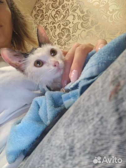 Котята в добрые руки бесплатно