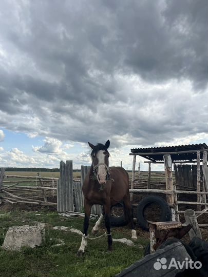 Кобылы с жеребенком