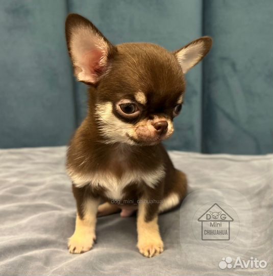 Супер мини мальчик чихуахуа