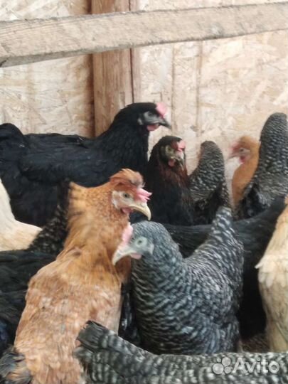 Доминанты и другие курочки