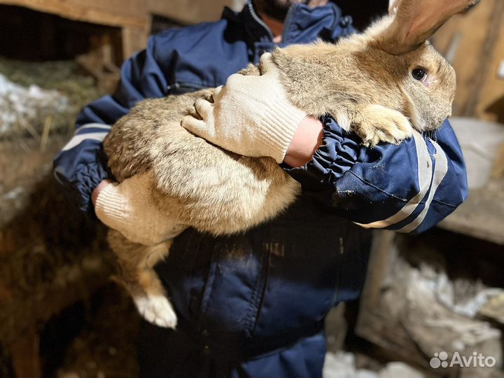 Кролики породы фландр