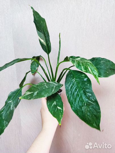 Спатифиллум Джемини