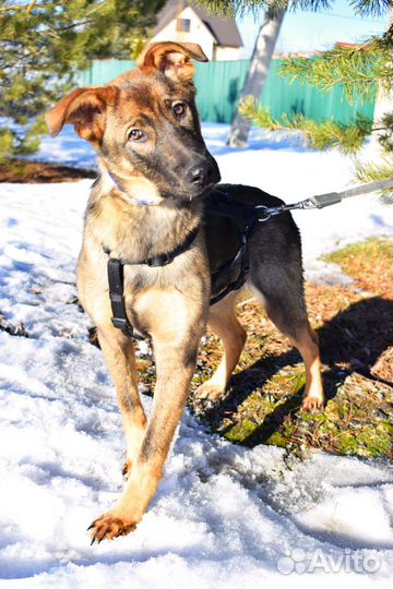 Чудо-щенок Оскар 5,5 мес