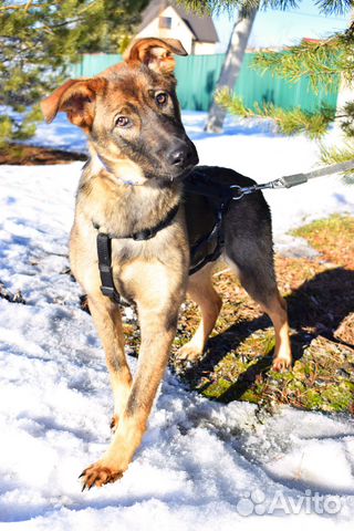 Чудо-щенок Оскар 5,5 мес