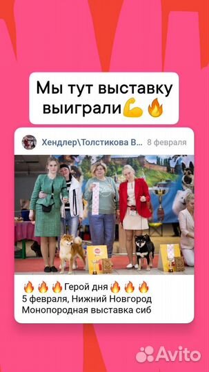 Хендлер. Подготовка собак к выставкам. Хендлинг